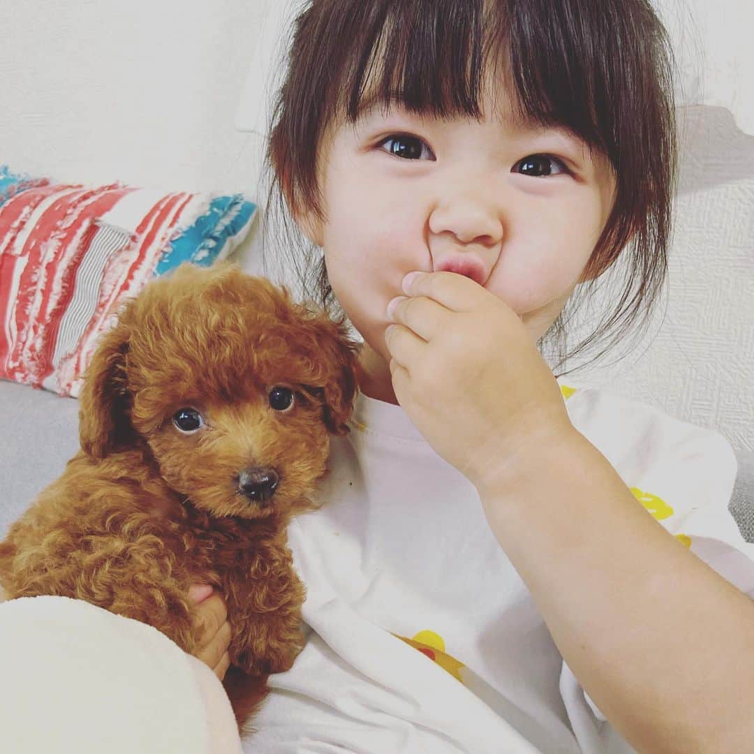 大菅小百合のインスタグラム：「新しい家族が増えました❤️❤️🐶❤️❤️ 名前は『ラン』ちゃん✨😍 実家にワンちゃんはいるけど自分でお世話をするのは初めてだからドキドキするし💦不安もあるけど大事に大事に育てていきたいと思っています‼️‼️秋本家の一員としてよろしくお願いしまーす💕☺️ ・ ・ ・ #トイプードル #女の子 #明日で生後2ヶ月 #見てるだけて癒される #たまらなく可愛い」