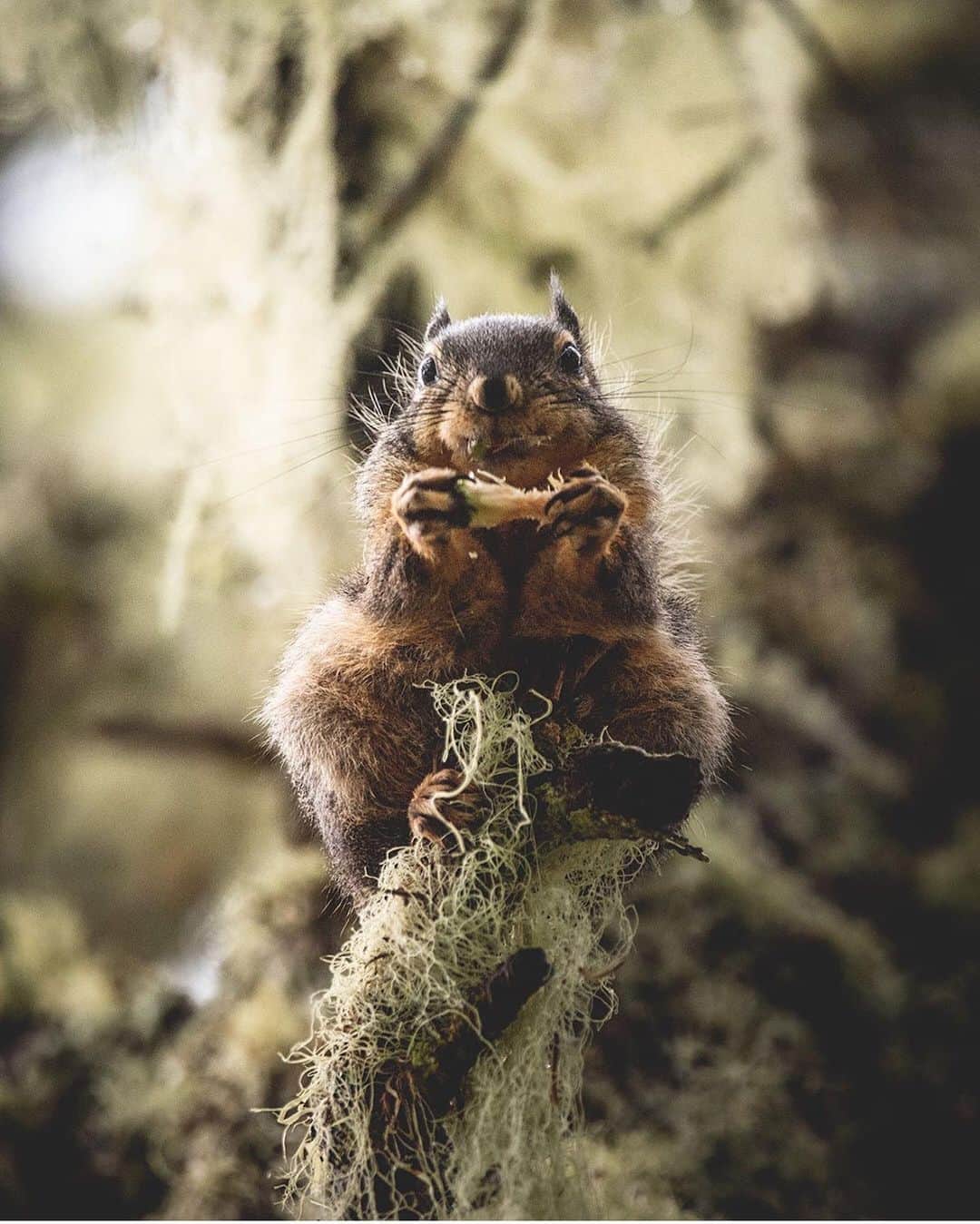 FOLKのインスタグラム：「Tag your squirrel friends. Photo by @krisjonnes」