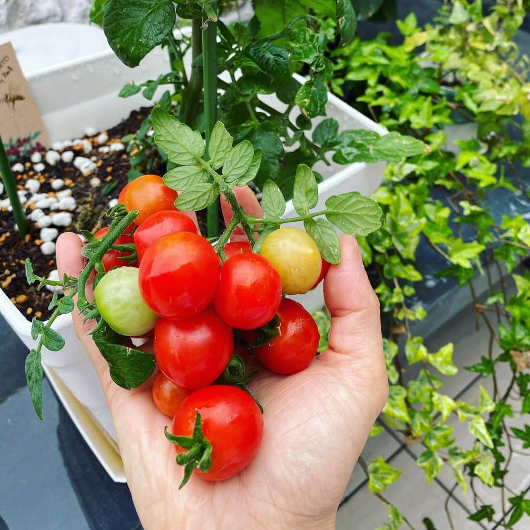 望月理恵さんのインスタグラム写真 - (望月理恵Instagram)「トマト豊作です☺️  まさかこんなにたくさん実が なるとはびっくりです。 三枚目は前に収穫したもの。 今年40個ごえ #トマト#家庭菜園 #肥料を足したとたん元気 になりました。 #ハチパラエース」7月1日 11時00分 - mochiee28