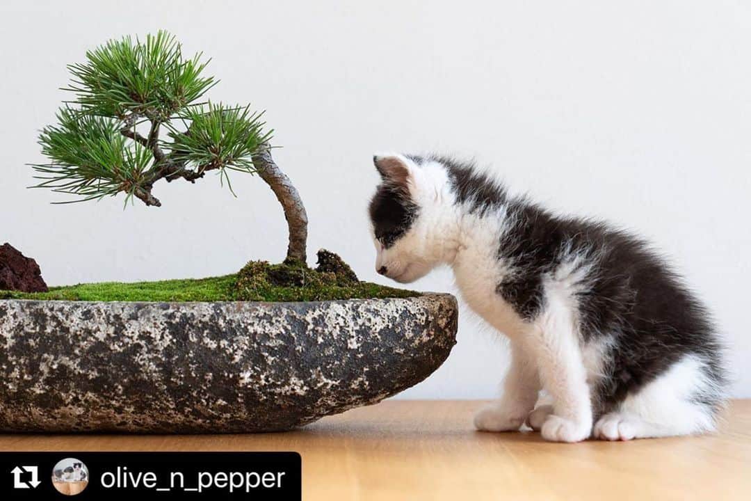 ねこさんのインスタグラム写真 - (ねこInstagram)「とても可愛いねこちゃんたちを見つけたので、皆さんにシェアッ❣️🤞🏻 @olive_n_pepper さんと一緒に暮らす、オリーブちゃんとペッパーちゃん✨ ペッパーちゃんは盆栽に興味あり？！😂良い趣味だ〜🌴 #Repost @olive_n_pepper with @make_repost ・・・ Pepper intrigued by the art of bonsai ペッパーは盆栽にも興味が出てきたみたい」7月1日 12時24分 - neko_magazine