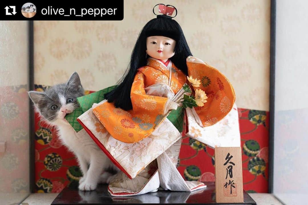 ねこさんのインスタグラム写真 - (ねこInstagram)「着物カミカミするオリーブちゃん😂😂😂😂❤️ #Repost @olive_n_pepper with @make_repost ・・・ Olive x Traditional Japanese Doll オリーブ x 日本人形」7月1日 12時25分 - neko_magazine