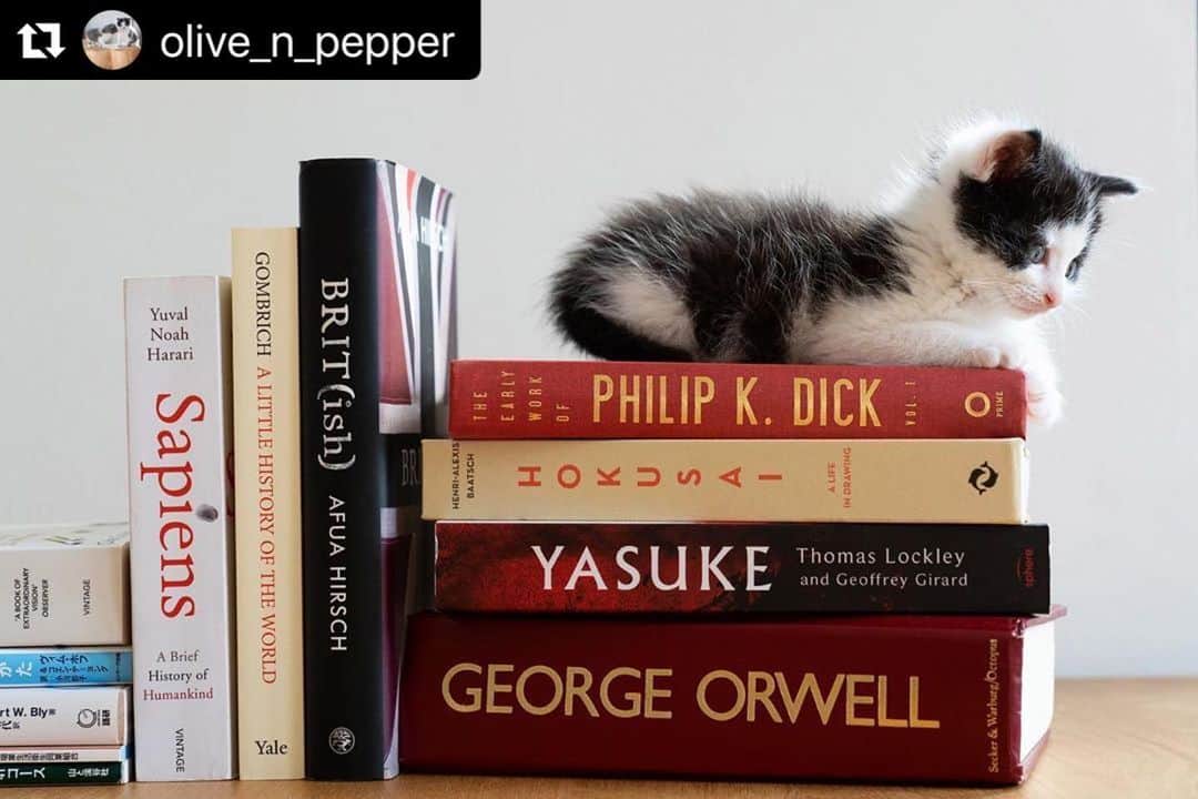 ねこさんのインスタグラム写真 - (ねこInstagram)「本の上にも乗っちゃうもんね😊💕📚 #Repost @olive_n_pepper with @make_repost ・・・ Pepper the Bookworm exploring the bookshelf... ペッパーは本の虫だ！」7月1日 12時26分 - neko_magazine