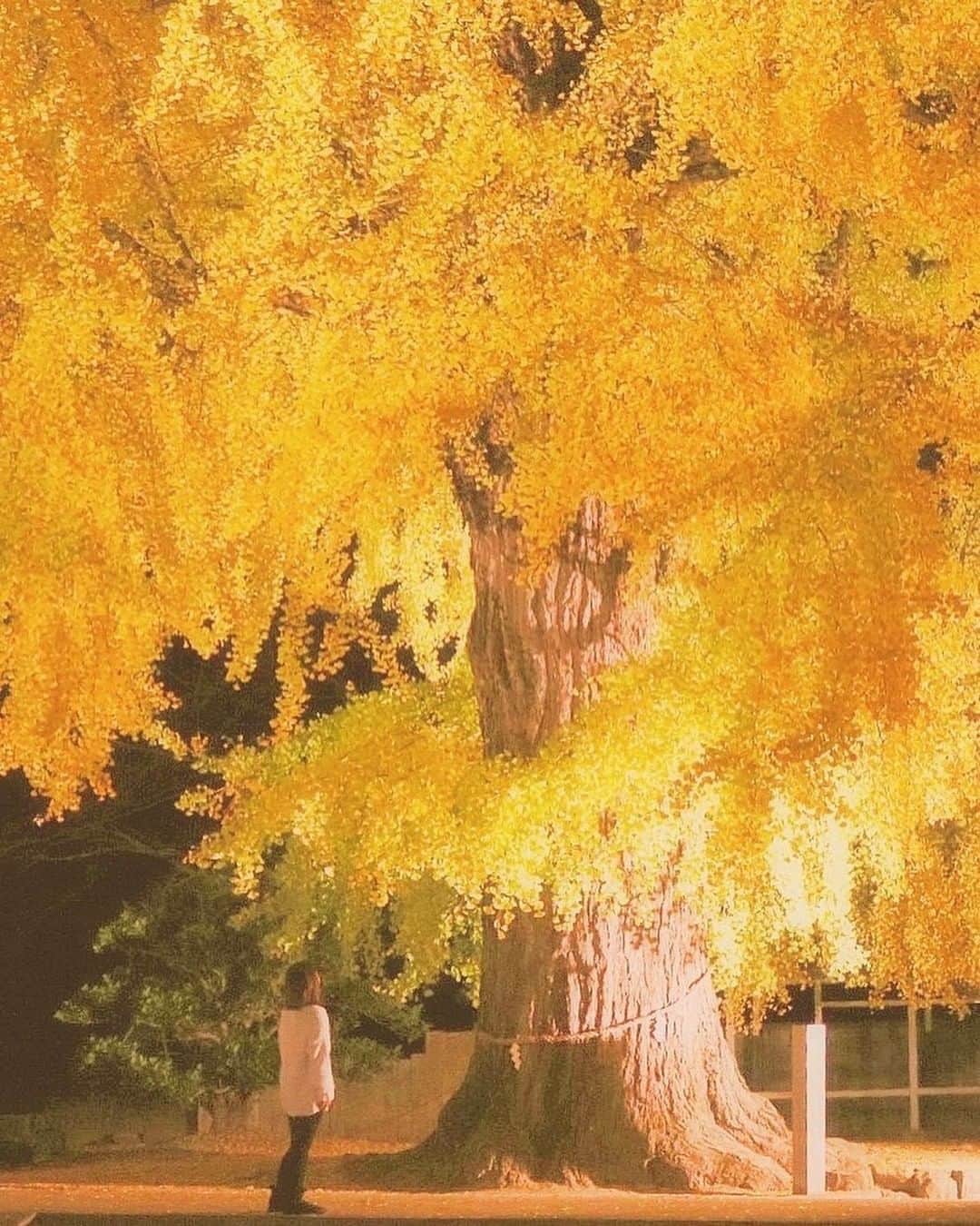 エイチ・アイ・エスのインスタグラム：「日本の写真で虹を作ろう🌈 本日は #日本の黄色のセカイ より黄色のお写真をご紹介💛 . 『丹生酒殿神社』 （ 丹生酒殿神社 ）にある大銀杏🌳 想像してたよりも大きくて1本でも存在感が凄かった！ 夜はライトアップ✨されて、とっても綺麗でした♪  写真を撮っている時は気づかなかったけど（大きすぎて 笑）木の上の方にハートになっていたのが可愛いくてテンション上がりました♡ . 📍 和歌山県「丹生酒酒殿神社」 📷 @kniii92 < Thank you! . . ―― 日本全国の写真で虹を作ろう ―― 色とりどりの日本の写真で全国を7色で彩りませんか？ 「#日本の〇色のセカイ」 次の7色から色を選んでを投稿してね☟ 白・赤・オレンジ・黄・緑・青・紫 集まったお写真はHISの各メディアやSNSでご紹介します😃 . 見たい景色を探して、“おうちで”世界を楽しもう♪ #次はどこに行こうかな . . #和歌山 #和歌山旅行 #紅葉 #丹生酒殿神社 #紅葉狩り #神社巡り #yellow  #おうち旅行 #写真好きな人と繋がりたい #ファインダー越しの私の世界 #誰かに見せたい風景 #絶景 #旅行 #世界遺産 #死ぬまでに行きたい世界の絶景 #instatravel #instapassport #instatraveling #travelgram #lovetravel #traveljapan #lovers_nippon #japan #photooftheday #japantrip #japantravel #japan」