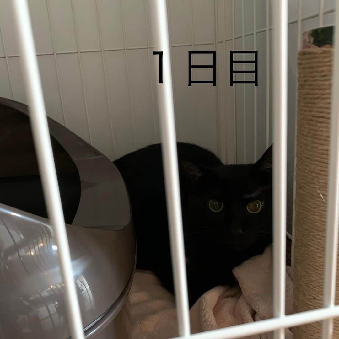 Yuka Mukaibayashiさんのインスタグラム写真 - (Yuka MukaibayashiInstagram)「我が家に新しい家族が来ました。 . 保護猫ちゃんで、１才にはまだなっていないくらいの男の子 . 「もしかして、人間に嫌な思いをされたのかもしれないです」 . そうお聞きしました . 来てから4日目ですが、１日目は私が怖いのか、シャーもウーも何も言わず、そして動かずでした😅 . ２日目はシャー、って言うようになって、嫌がられてるのに嬉しい😆 . それから、ゴハン、お水、とか近寄る度にシャーって言われ続けてます。笑 . いつ「ニャー」になるか楽しみ^_^ . のんびりと仲良くなろうと思ってます。 . あ、名前は『Ｑ太郎』です。 . カッコイイ名前より面白い名前を選びました . 辛い過去が無くなるほど、楽しい(Ｑ太郎にとってオモロ〜イ)猫生をこれから過ごしてもらいたい！と思って。 . 今は狭いところにいますが、早く家の中に出してあげられますように😊 . . #初めての猫ちゃん　#その名はＱ太郎　#夫に猫なのにかわいそうって言われた　#シャーって言われ続けてます　#名前シャーにすればよかったか？笑」7月1日 13時09分 - ruang2013510