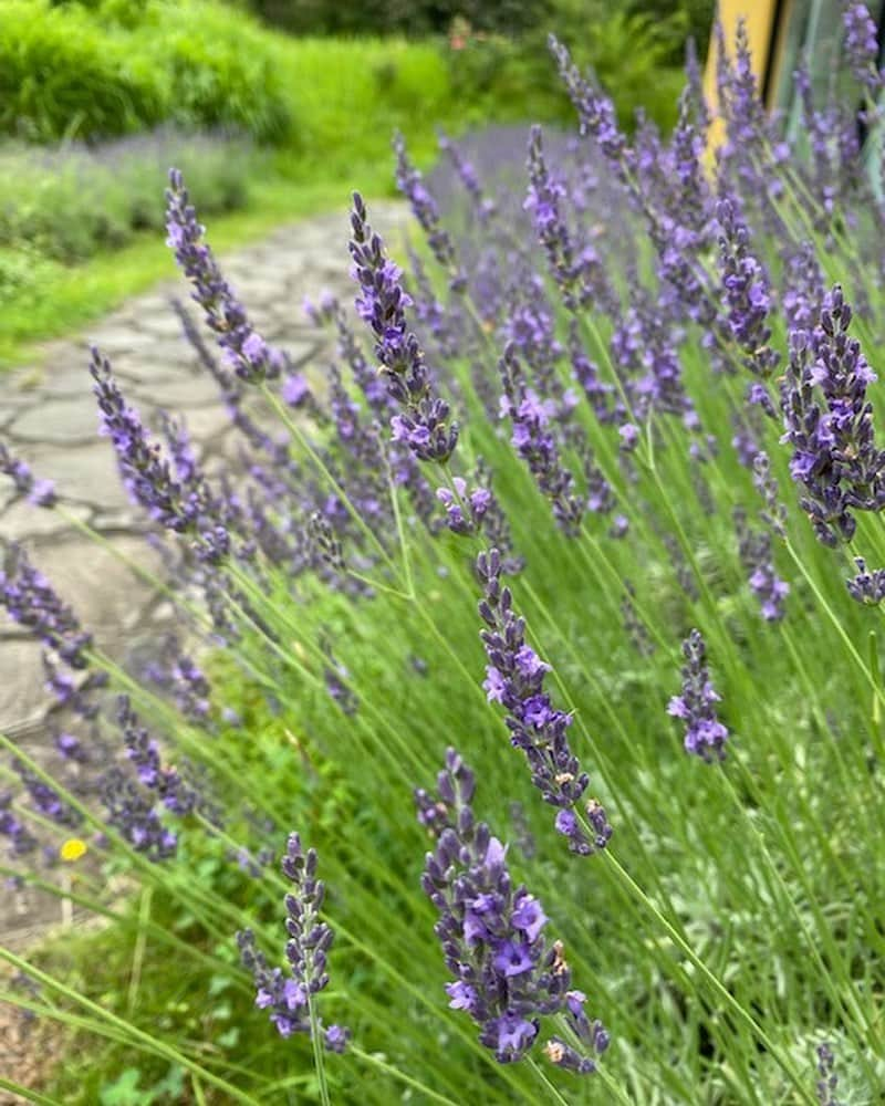 生活の木 メディカルハーブガーデン薬香草園【公式】のインスタグラム