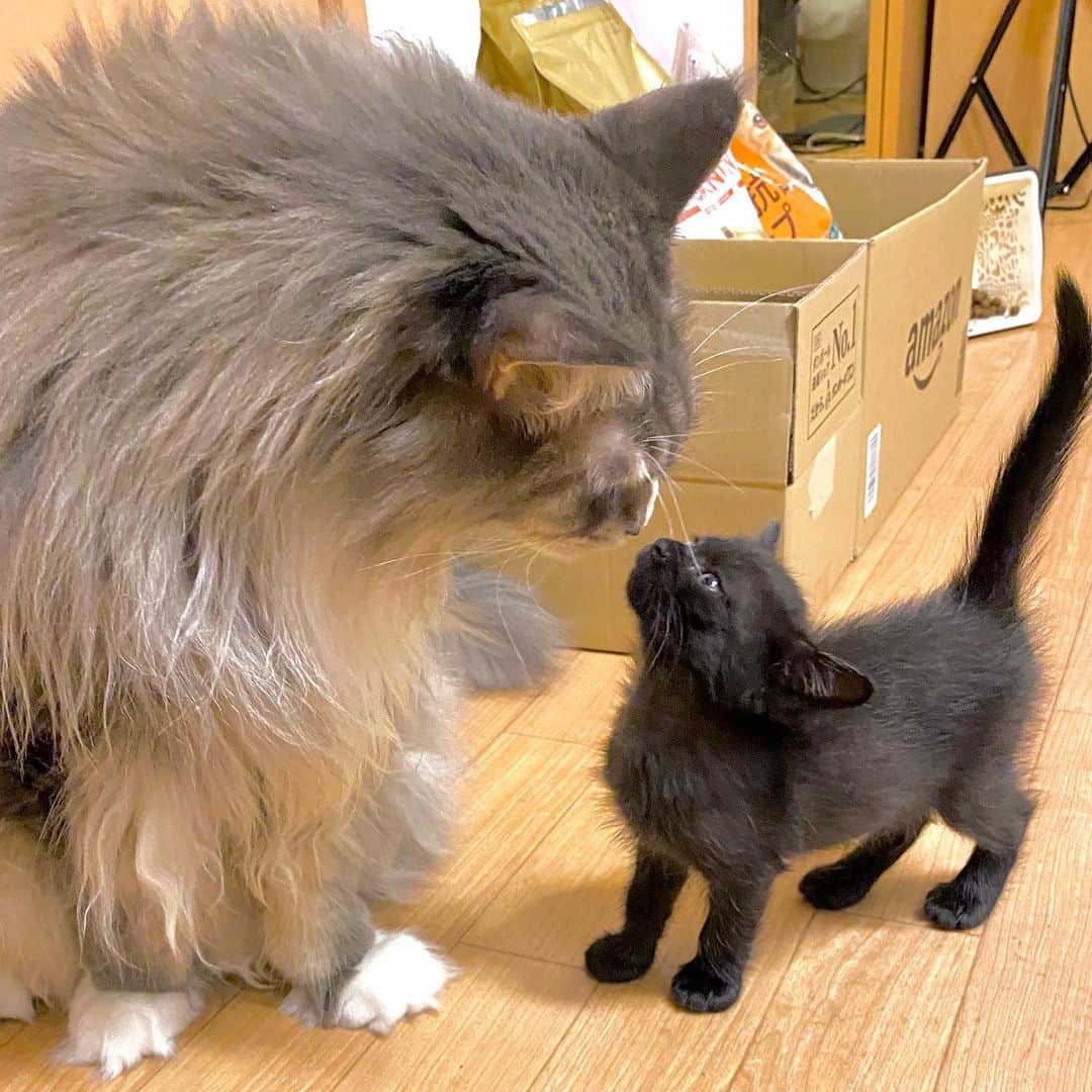 のインスタグラム：「ゆっくり家族におなりなさい _  #ぺーぽん #cat #kitten #catstagram #catsofinstagram #catsagram #babycat #子猫 #保護猫 #保護ねこ #仔猫 #ねこ #cat_of_instagram #cat_of_world #catlife #catlover #catlovers #fluffy #fluffycat #にゃんすたぐらむ #ねこすたぐらむ #仔猫 #blackcat #orangecat #ぷーぷー #mainecoon #bigcat」