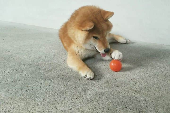 柴犬たま Shibainu Tamaのインスタグラム