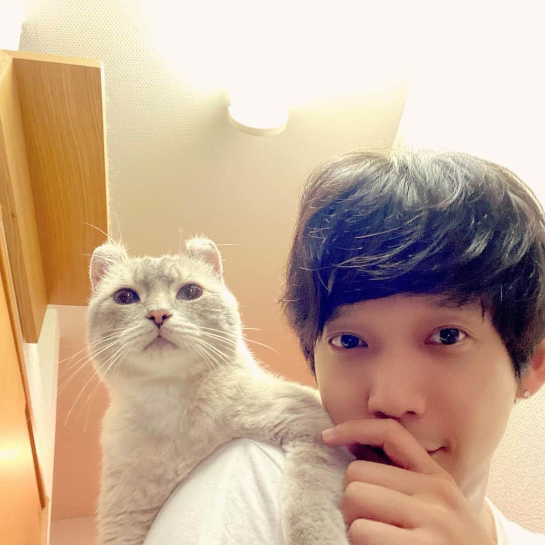 のインスタグラム：「肩のり猫 この状態で5分ほど家をウロウロ、タイガーはずっとゴロゴロ言ってますw 嬉しいみたい♪  #かたのりねこ  #肩のり猫  #cat #猫　#辻本祐樹」
