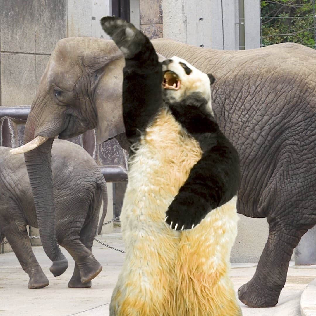 星星（セイセイ）さんのインスタグラム写真 - (星星（セイセイ）Instagram)「🐘 . #ぴえんこえてぱおん #って何！ . きょうの #ベラベラENGLISH は…💯 🌟Hang in there! 🌟がんばって！ . #星星 #パンダ #panda #pandagram #パンダ好きな人と繋がりたい #ZIP!」7月1日 15時32分 - seisei_panda