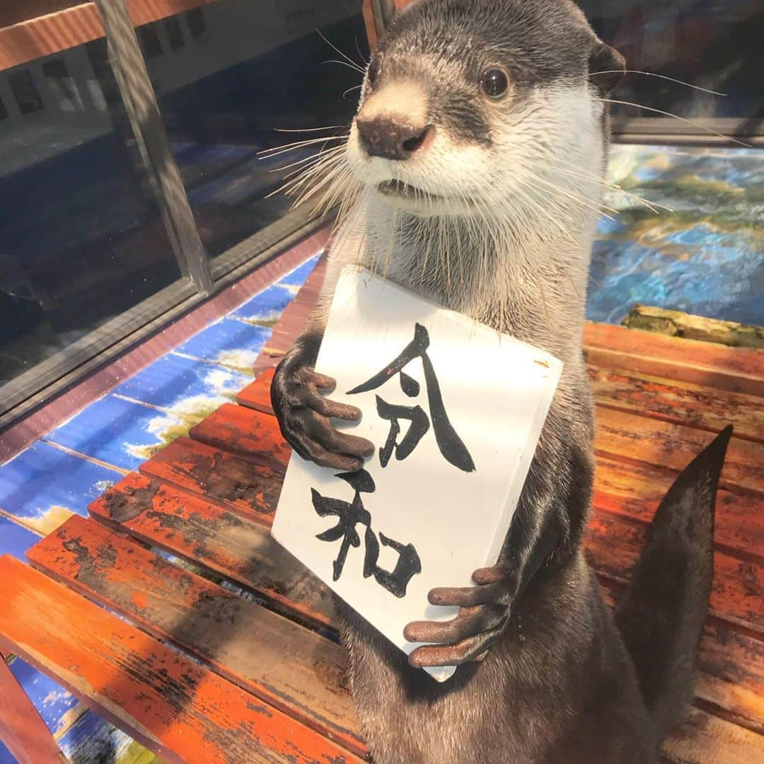 井上咲楽さんのインスタグラム写真 - (井上咲楽Instagram)「. 動物たちの可愛い写真を激写するコーナー！😍水族館のカワウソとあくしゅした可愛い！ . #テレビ愛知 #くすぐる」7月1日 16時15分 - bling2sakura