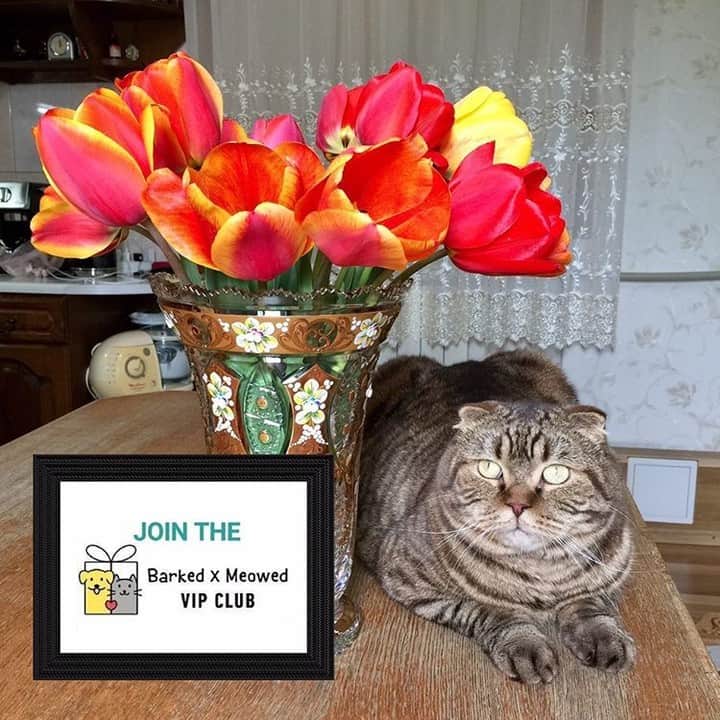 Aww Clubさんのインスタグラム写真 - (Aww ClubInstagram)「Join the “Barked X Meowed VIP Club” for monthly rewards! 🐾 Refer your friends to join for a chance to win an extra $100 Amazon Gift Card!⠀⠀⠀⠀ ⠀⠀⠀⠀ 🎁 Tap the link in bio and join the “Barked X Meowed VIP Club” now!⠀⠀⠀⠀ ⠀⠀⠀⠀ 📷@cat_triad⠀ ⠀⠀⠀⠀ #meowed #barkedmeowedvip #cattriad #Rewards #Gift #members #VIP」7月2日 2時00分 - meowed
