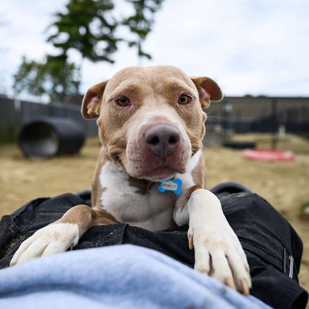 The Dogistさんのインスタグラム写真 - (The DogistInstagram)「DOGIST OLYMPICS RETURNS! Calling all ADOPTABLE DOGS! If you’re looking to get a dog right now, like we know a lot of people are, you won’t want to miss this! If you know of an available dog at a shelter or are fostering an adoptable dog, post them in stories or in feed using #dogistolympics and tag @thedogist so we see it! Please include where they’re adoptable from and if you DM us a link to their adoption page, even better! Tag your local rescue below so they don’t miss this round of Dogist Olympics!」7月2日 2時06分 - thedogist