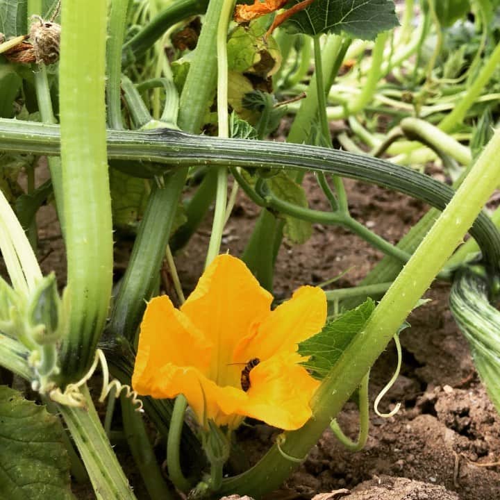 ケリスのインスタグラム：「BOUNTY FARMS Life is taking form on our farm! So grateful @bountyandfull」