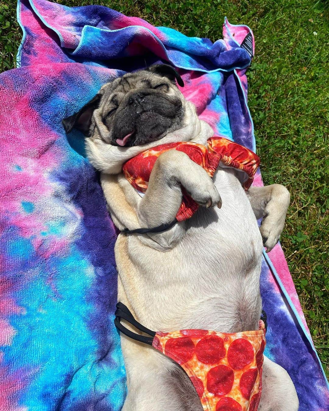 itsdougthepugさんのインスタグラム写真 - (itsdougthepugInstagram)「“‪Loving my Summer bod” -Doug」7月2日 2時45分 - itsdougthepug