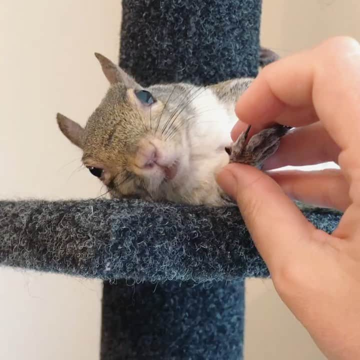 Jillのインスタグラム：「Hanging out with her feet up. ⁣ ⁣ ⁣ ⁣ #petsquirrel #squirrel #squirrels #squirrellove #squirrellife #squirrelsofig #squirrelsofinstagram #easterngreysquirrel #easterngraysquirrel #ilovesquirrels #petsofinstagram #jillthesquirrel #thisgirlisasquirrel #cattree」