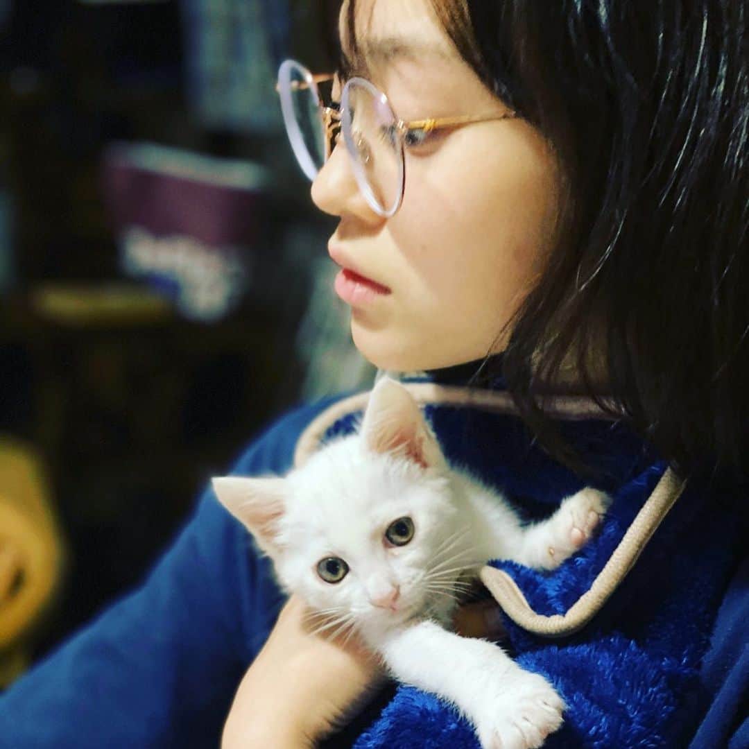 佐伯日菜子さんのインスタグラム写真 - (佐伯日菜子Instagram)「#猫  #白猫  #ねこすたぐらむ  #kitty  #kitten  #cat」7月1日 18時08分 - hinakosaeki
