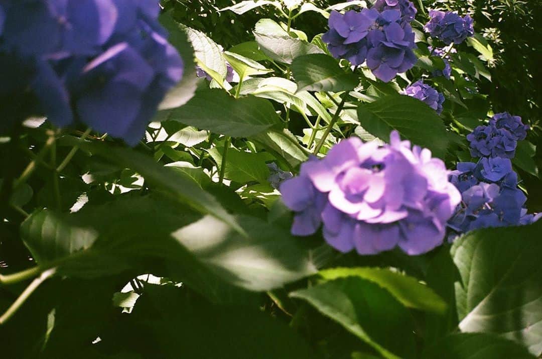 菜乃花さんのインスタグラム写真 - (菜乃花Instagram)「7月。﻿ ﻿ あっという間に7月ですね。﻿ ﻿ まだまだ紫陽花が綺麗。﻿ ﻿ 最近は去年買ったカメラをたくさん使ってます。﻿ ﻿ ﻿ ﻿ 私は晴れた日の紫陽花も好きだし、﻿ 雨の日の向日葵も好きです。」7月1日 18時33分 - nanoka0707