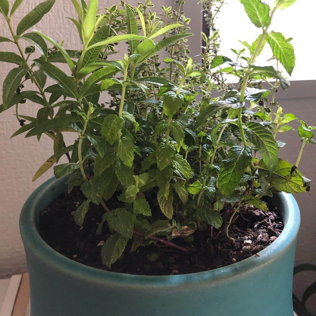 山本華世のグルメインスタ