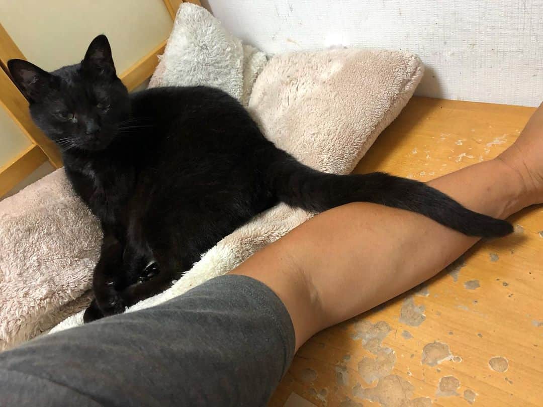ホタテ＆クラム＆シラスのインスタグラム：「尻尾のってますよ？ #cat #neko #blackcat #猫 #ねこ #黒猫 #catstagram #instagram #instagramjapan #ig_japan #igersjp」