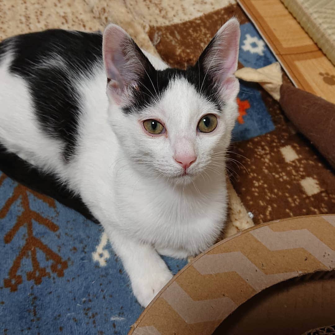 Miaouのインスタグラム