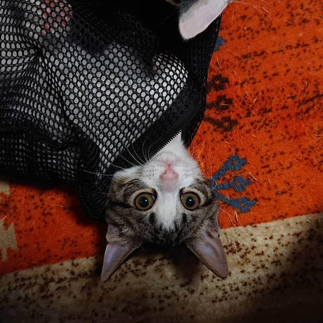 Miaouのインスタグラム