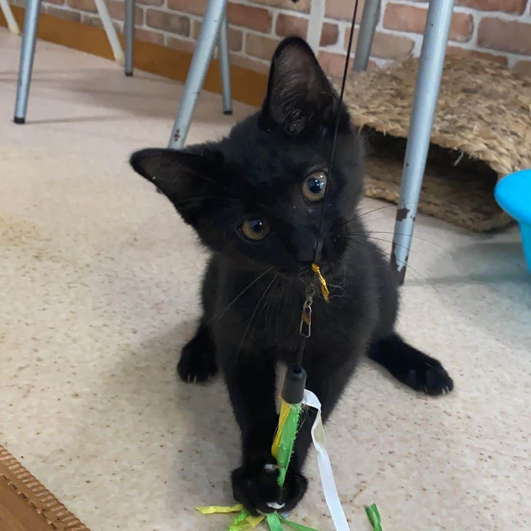 猫カフェきぶん屋さんのインスタグラム写真 - (猫カフェきぶん屋Instagram)「給付金出ました  最悪は再び緊急事態宣言の可能性。 そんなニュースを目にした。 必要なのかどうなのかは置いといて、僕は関東を中心に宣言する流れになる可能性が高いなと思ってます。  ただでさえズタボロで、経営者仲間の中には立ち直るのが難しいくらいのダメージを受けている人も。 業種によっては再び宣言が出るともう廃業しないといけないところも。 さて、どう備える？？  10万円の給付金が届きました。 愛護団体と猫カフェに寄付しました。 麻生さんが「貯蓄に回ったら意味がない」と仰ってましたがこれには個人的に大賛成。 もちろん貯蓄しないといけない人もいるので正解なんてありませんが、僕は必要だなというところにありがたく使わせてもらいました。  今日、SNSを見ていたら共感する文章がありましたので引用します。 最終的に、あなた方の最適なゴールとは何なのでしょう？ どこに到達したいのですか？ 経済成長におけるゴールは何ですか？ 『これで十分だ。今や食べ物も十分あり、衣服も足りている。住まいも十分だ。すべては満ち足りている。これ以上成長する必要はない。ただ楽しむだけでいいんだ』 と言える時点がどこかにあるのでしょうか？  足りているなら足りてない人に渡す。 これだけで世の中がハッピーになります。 もしまた宣言が出ても乗り切りましょう。  買い物で応援お願いします🙏 ペットフードサンプルぜひお試しください！  https://kenkoshukan.stores.jp/」7月1日 19時07分 - nekocafekibunya