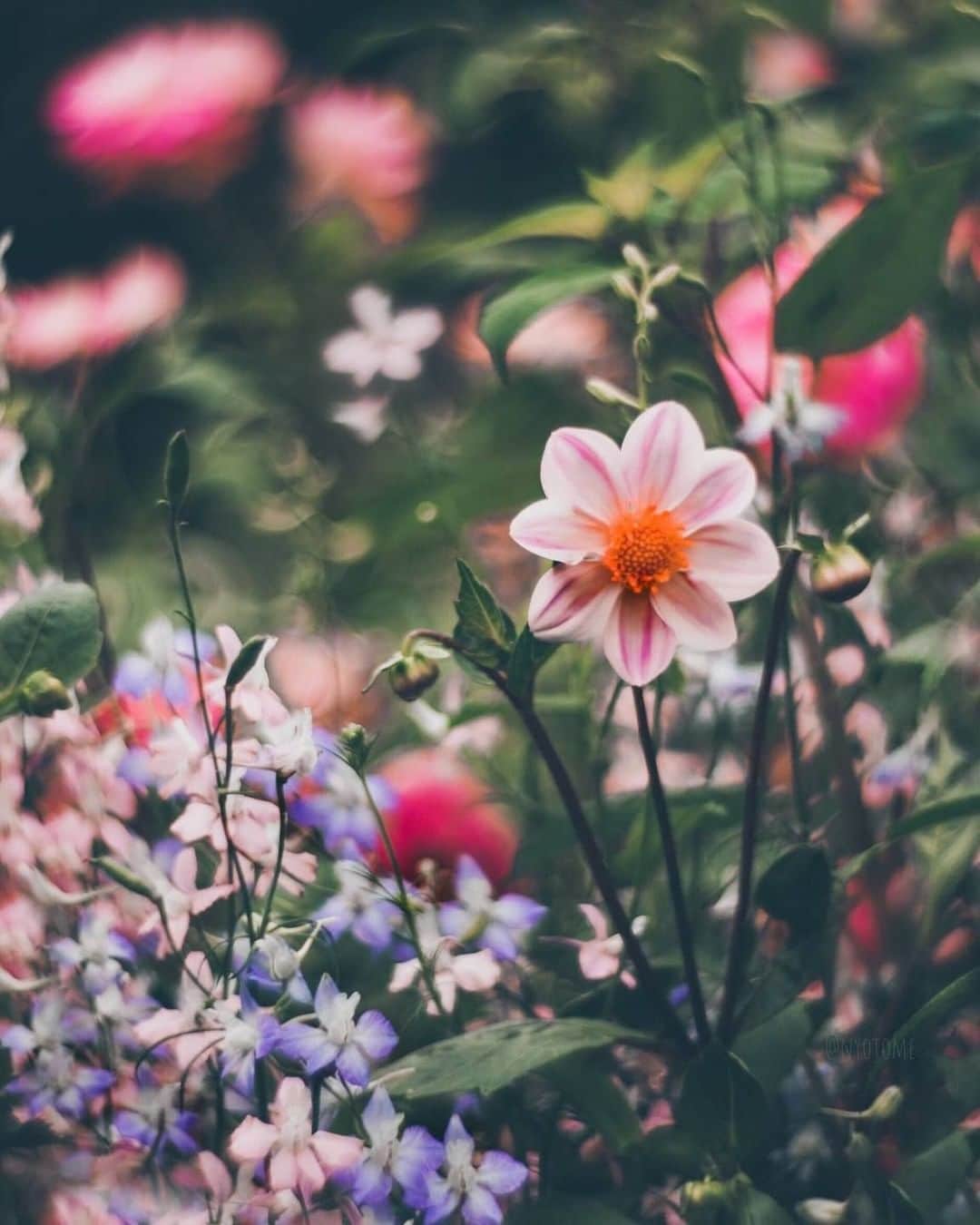 花の写真館のインスタグラム：「Photo by @nyotome.⠀ https://instagram.com/nyotome/⠀ .⠀ Original Post[投稿いただいたURL]⠀ https://www.instagram.com/p/BykYae9Az9v/⠀ .⠀ 本アカウントは、 #私の花の写真 をつけてInstagramに投稿された皆さまの花の写真や、「花の写真館」Facebookページで投稿された花の写真を紹介します。⠀ 「花の写真館」Facebookページは、「 @floral.photograph 」のプロフィールにあるURLからご覧ください。⠀ .⠀ ※各自、政府、自治体など公的機関の指示に従った行動をお願いします。⠀⠀ 東京カメラ部および分室では、写真を「見る楽しみ」を提供することを通して、微力ながら皆様にわずかな時間でも癒しをお届けしたいと思っております。⠀ ※本アカウントは東京カメラ部がFacebook、Instagramのサービスを利用して運営しているもので、Facebook社・Instagramとは一切関係ありません。⠀ .⠀ #花の写真館 #floralphotograph #floralphoto #flower #flowers⠀ Follow: @floral.photograph」