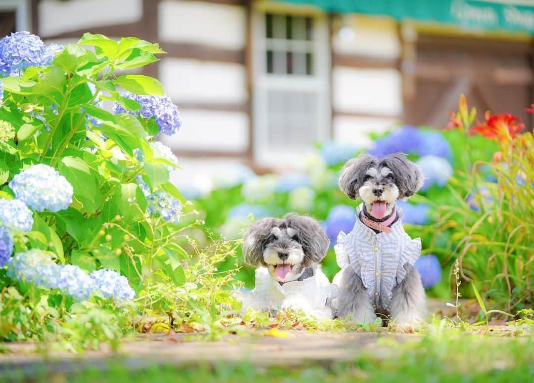 のインスタグラム：「⑅︎◡̈︎* ・ 今日から7月ですねー！ 梅雨明けはいつか気になるマーブルとイヴです🐾 こんばんワン٩( ´◡︎` )( ´◡︎` )۶ ・ あっという間に2020年も半分過ぎてしまったｮヾ(≧︎∪︎≦︎*)ﾉ〃 ・ 残り半分の2020年♫ たくさんの笑顔に会えますように*:ஐ(●︎˘͈ ᵕ˘͈)人(˘͈ᵕ ˘͈●︎)ஐ:* ・ ◡̈︎*♚︎‧*˚✩︎‧₊˚ location chiba ◡̈︎*♚︎‧*˚✩︎‧₊˚ ・ #ジェニッカーズ  #紫陽花  #hydrangea  #花と犬  #dogenic #love_bestjapan #daily_photo_jpn #わんことおでかけ #doglife #doglover #inuくらぶ_jpn #しゅなら部 #ミニチュアシュナウザー #ミニシュナ #シュナウザー #miniatureschnauzer #schnauzer #schnauzerofinstagram #schnauzer_lovers #schnauzer_of_instagram #asianfusiongrooming #inulog  #todayswanko  #加工なしでは生きていけません会犬部  #加工なしでは生きていけません会  #inutome #dogsta #insta_dog #うちの子可愛く撮り隊 #わんこカメラ部」