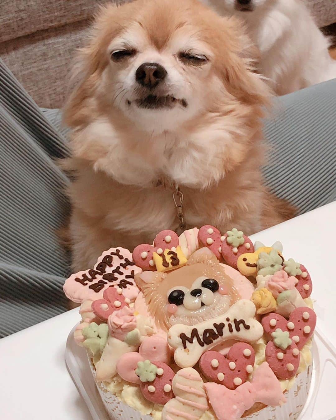 岡田翔大郎さんのインスタグラム写真 - (岡田翔大郎Instagram)「少し前ですが、愛犬の13歳のお誕生日🎂 . . もはや老犬となってしまったけど、いつまで経ってもかわいいし、いつまで経ってもカメラが苦手な模様🙄」7月1日 20時10分 - okadashotaro_official
