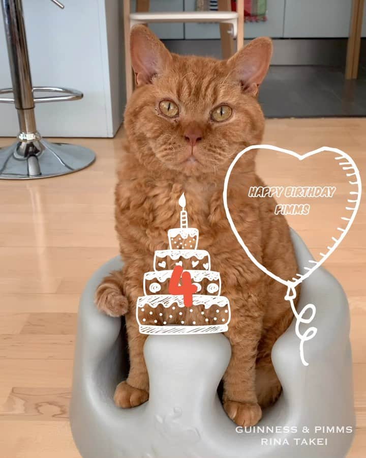 のインスタグラム：「01/07/2020 Happy Wednesday! ・ One day late, but #HappyBirthday Pimms! Over the past year, his good relationship with Guinness has not changed, and he continues to mature as an older brother to Nagi. As everyone knows, Nagi loves Pimms so much👦🏻 May Pimms continue to be happy every day🐈🎈🎈 Have a great month everyone! ・ ・ 1日遅れだけど、 ピム丸お誕生日おめでとう🎂🐈 4歳になりました！ 食いしん坊で甘えん坊で とってもフレンドリーなピムスくん。 凪ねこが産まれてからは お兄ちゃんらしい新たな姿も 見せてくれるようになり、 母は嬉しいです。 記念にここ1年の動画の中から 私のお気に入りの瞬間を選んで この動画を作りました。 特にオススメのシーンは ・ニョロニョロを蹴り蹴りしてるところ ・ゴミ箱のペダルに両足乗せてむくみ取りしてるところ ・バウンサーに人間みたいな座り方をしているところ ・凪ねこがピム丸に指を突っ込んで舐めているところ😂 以上よろしければ 是非チェックしてみて下さい！笑 いつもピム丸を可愛がっていただき ありがとうございます♡ これからも どうぞよろしくお願いします♬ ・ ・ #ピムスくん #ギネピムと凪くん  #babyboy #男の子ベビー #赤ちゃんのいる生活 #赤ちゃんのいる暮らし #赤ちゃんと猫 #猫と赤ちゃん」