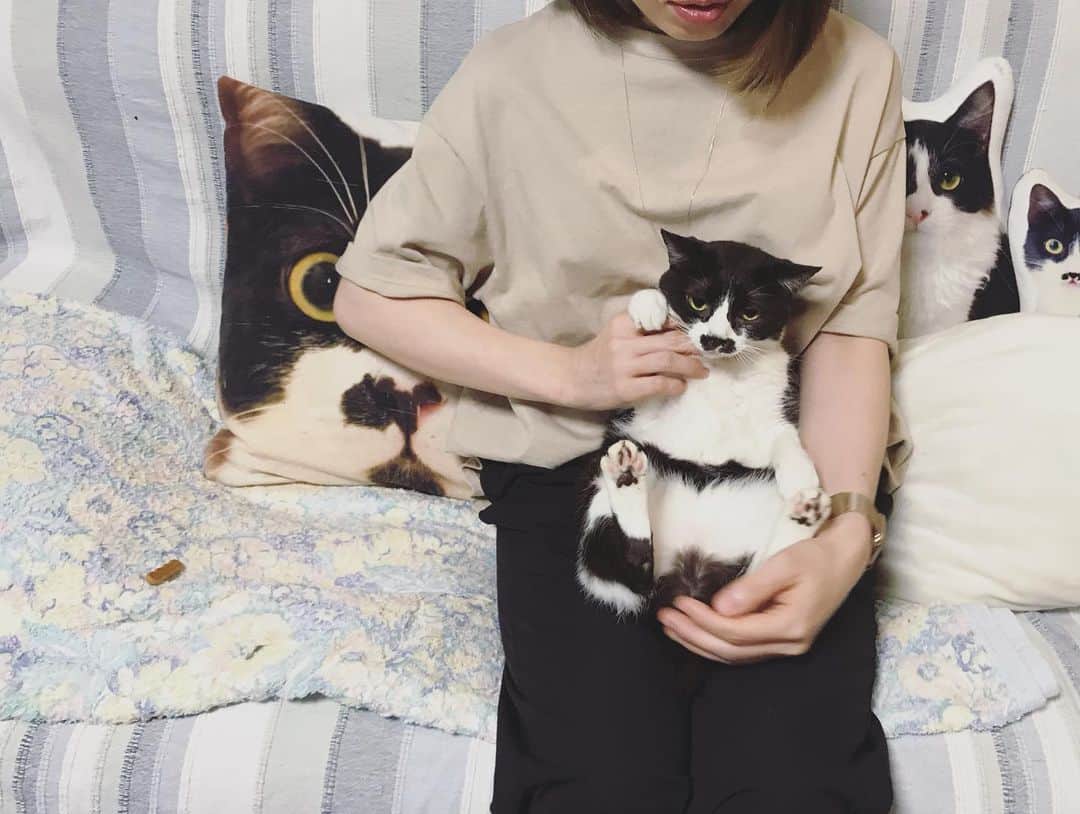 もじゃころのインスタグラム：「グシコロ教のみなさま、水曜日の儀式です。ペッ様は今日もコロッコロのぬいぐるみみたいにかわいいです☺️❤️体中からありがたいオーラを出されています…吸います…吸います…プハー🤤  （左に見える💩みたいなのはばんどぅが盗んだビスケット🍪です）  #チョッチュ具志コロペッペ  #あいちゃんの膝の上  #水曜日の悪夢」