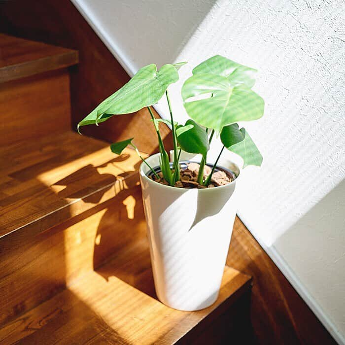 LOVEGREEN -植物と暮らしを豊かに。さんのインスタグラム写真 - (LOVEGREEN -植物と暮らしを豊かに。Instagram)「［モンステラ］ . “大好き”に囲まれたお部屋でゆっくり過ごす時間は至福のひととき。 . . 育てている植物の中でも、子株から育てていたモンステラは特にお気に入り♪ 育て始めたころは小さかったモンステラ。今では立派なお部屋のシンボルに。 . 生長するにつれ、縁から切れ込みが入ったり穴があき、独特な面白い姿になるんです♪ . LOVEGREEN STOREではモンステラを販売中！ まだ切れ込みが少ない、若い葉のモンステラです。 切れ込みが入る生長過程を楽しむことができておすすめ◎ . セットの白い陶器鉢は底面吸水機能付き。内鉢底に設置された給水スティックがモンステラに適度な水分を補給するので、水やりのお悩みも軽減されます。そのため初心者でも安心して育てることができるんです☺️ ． 商品詳細はプロフィール @lovegreen_official のURLからご覧ください🌱 . . #モンステラ #観葉植物 #観葉植物のある暮らし #グリーンのある暮らし #インドアグリーン #緑のある生活 #観葉植物初心者 #植物 #植物のある暮らし #植物のある生活 #植物と暮らす #植物が好き #シンプルな暮らし #シンプルライフ #暮らしを楽しむ #日々の暮らし #インテリア植物 #インテリアグリーン #ナチュラルインテリア #賃貸インテリア #観葉植物インテリア #植物と暮らしを豊かに #ねこ」7月1日 21時09分 - lovegreen_official