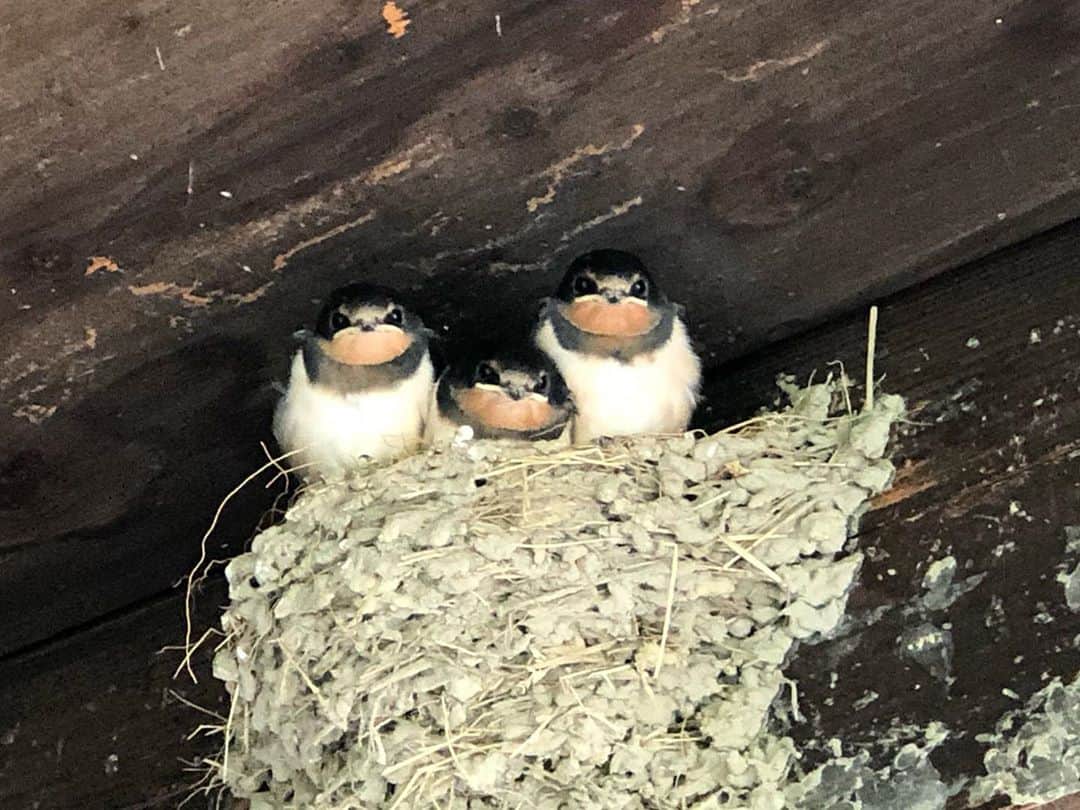 南條早紀のグルメインスタ