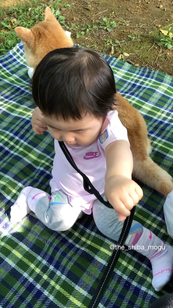 Moguのインスタグラム：「前回投稿の子分①と同じことをする子分②なの。 #こどもはみんなリードをくぐるのか #もぐ5歳にして新たな発見 #DMやコメントでありがたいことにご心配の声をいただきました自粛生活でいまだ子分達と過ごす時間が多く肉球でスマホをタッチする時間が少ないため投稿はしていないのですがおかげさまでもぐ達は元気にやっております #暖かいメッセージをどうもありがとうございます . @the_shiba_mogu  #柴犬 #shibainu #shiba#赤柴 #redshiba#犬 #dog#しばいぬ#nannydog#犬と子供#子供と犬#柴犬と子供#柴#赤ちゃんと犬#犬と赤ちゃん#柴犬と赤ちゃん#赤ちゃんと柴犬#柴犬のいる暮らし#子守犬」