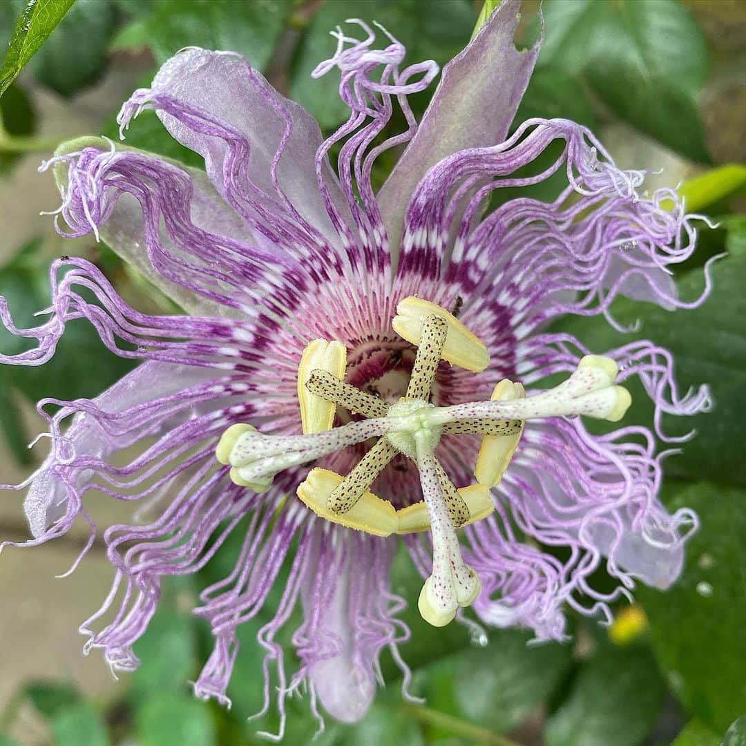 ザックポーゼンさんのインスタグラム写真 - (ザックポーゼンInstagram)「Passion ✨hard to describe the Excitement of a first bloom of a flowering plants life in the garden!!. This little baby #passionflower started out as a tiny steam that arrived in the mail months ago, it almost died twice, we transplanted outdoors only a few weeks ago and, voila a magic bloom!! The feeling is Something maternal, Prometheus/ Mr. McGregor/ and a garden Christmas All rolled up into successful morning fireworks!💜✨」7月1日 21時36分 - zacposen