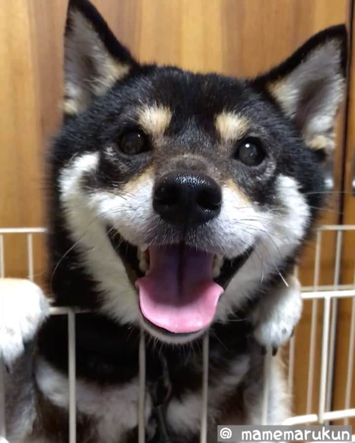まめ丸のインスタグラム：「* * 今日から7月❣️ 今月もよろしくねー🐶💓 * #今日雨すごかった🐶💦 #おさんぽのあとシャンプーされちゃった #まめスマイル　☺︎ * #柴犬#豆柴#柴#黒柴#犬#いぬのきもち#shiba#shibainu#shibastagram#shibadog#puppy#instadog#dogstagram#dog#instashiba#petstagram#pet#cutepetclub#강아지#멍스타그램#doglover#ilovemydog#weeklyfluff」