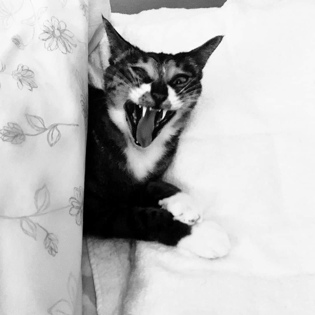 takegaeruさんのインスタグラム写真 - (takegaeruInstagram)「嫁ちゃんのオフトゥンをジャック🛏 くわっ‼️ #猫 #cat #よもねこ #よもぎねこ #キジトラ #きじとら」7月1日 21時44分 - takegaeru