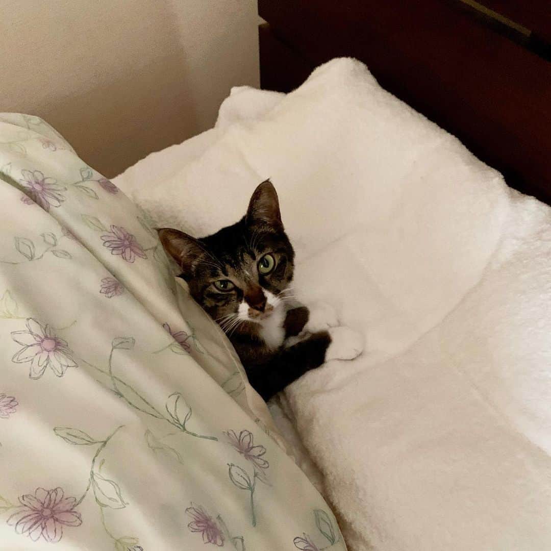 takegaeruのインスタグラム：「嫁ちゃんのオフトゥンをジャック🛏 くわっ‼️ #猫 #cat #よもねこ #よもぎねこ #キジトラ #きじとら」