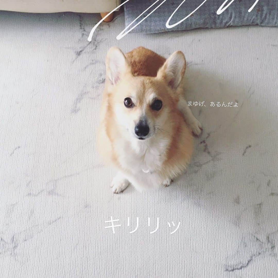 maggydaisyのインスタグラム：「_  ストーリーズの没バージョン まゆげ、あまりよくわからなかったから＾＾  #maggydaisymore20200701 #corgi  #コーギー #犬のいる暮らし #里親」