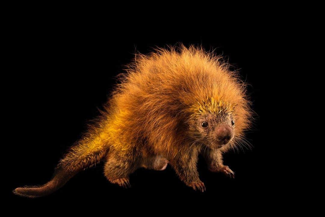 Joel Sartoreさんのインスタグラム写真 - (Joel SartoreInstagram)「This cute critter is an orange-spined hairy dwarf porcupine @institutovidalivre. Found throughout parts of South America, this species occurs in a wide range of habitats including tropical savannahs, wetlands, and rainforests. They are most active at night, and are sometimes spotted near human communities. #porcupine #orange #spiky #cute #dwarf #PhotoArk #savetogether」7月1日 22時16分 - joelsartore