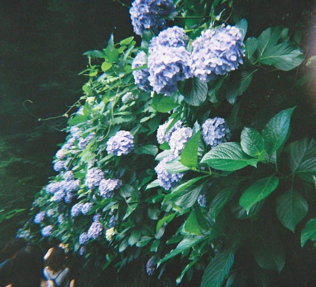 のインスタグラム：「📸 ⇨kodak ultraMAX400 #film #filmcamera #filmphotography  #film_jp #filmpaideia #filmcommunity  #film_com #lovefilm #hibi_jp #picture  #picoftheday #pictures #kodak  #kodakfilm #kodakultramax400  #フィルム #フィルムカメラ #フィルム写真  #日々フィルム #flowers #flowerstagram #filmisnotdead #filmwave #filmforever」