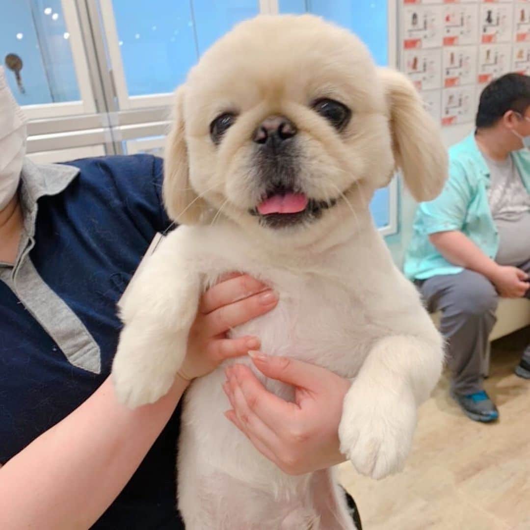 有田優理香のインスタグラム：「お姉さんにだっこされると嬉しくってニヤけちゃうね💓一方、男性だと緊張して固まっちゃいます。犬って表情豊かだし、ちっちゃくても男の子なんだなあ😂  #ペキニーズ　#pekingese #犬界の藤原竜也 #休日　#犬日和」