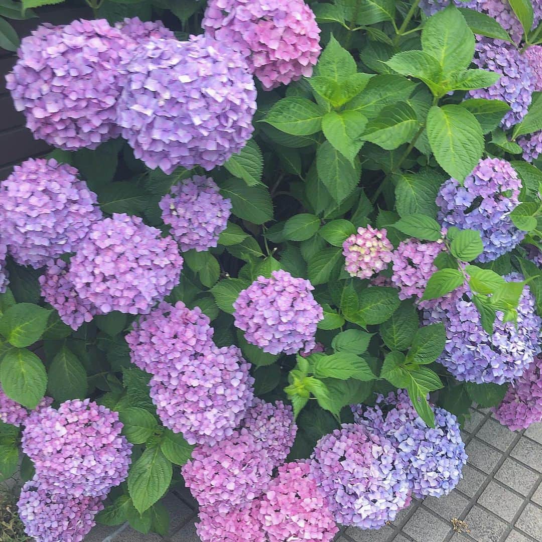 佐藤和奏のインスタグラム：「☔️💐  ﻿ ﻿ ﻿ ﻿ #紫陽花 #flower」