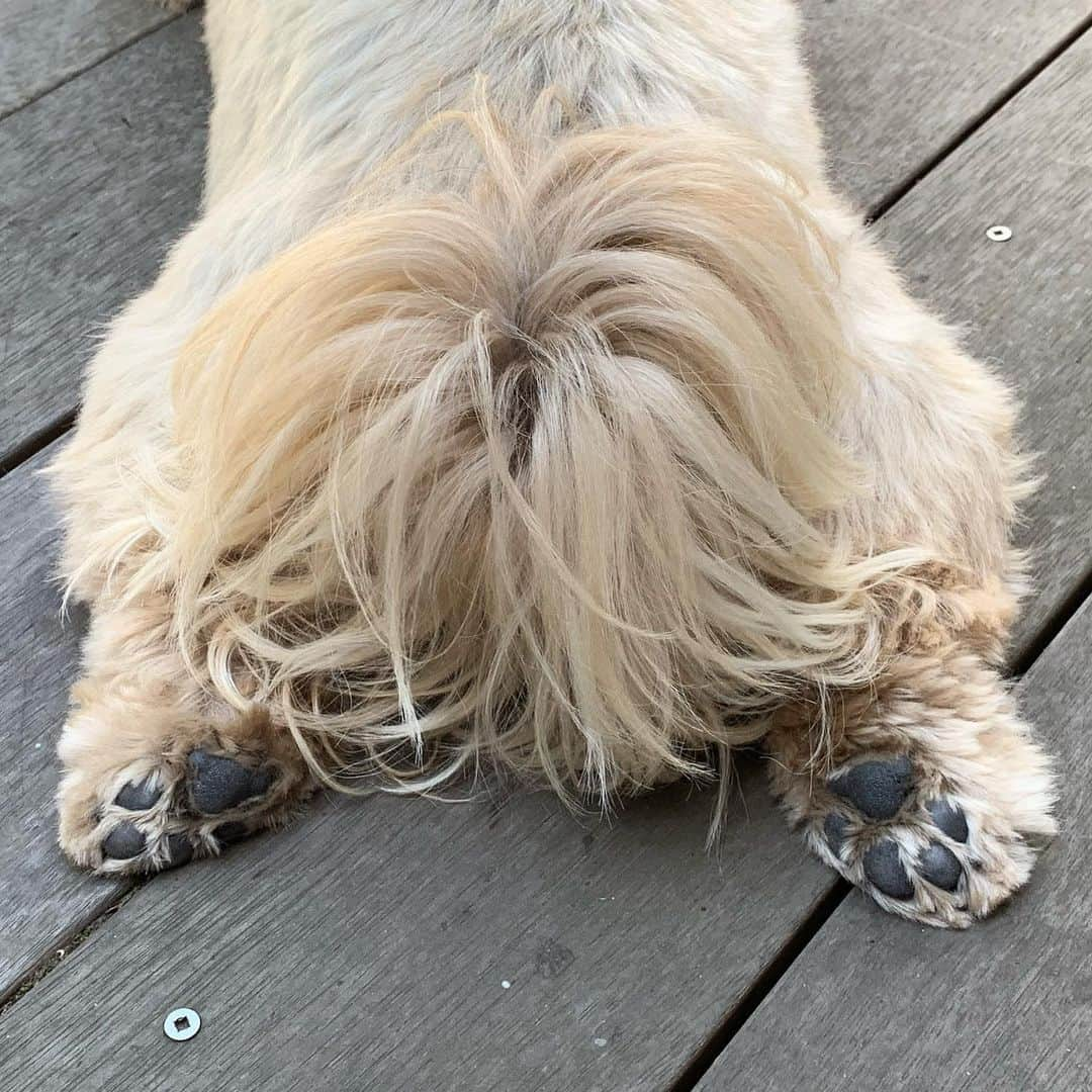 Dougie the Shih Tzuさんのインスタグラム写真 - (Dougie the Shih TzuInstagram)「Which end?  #sploot #shihtzu」7月1日 22時20分 - dailydougie