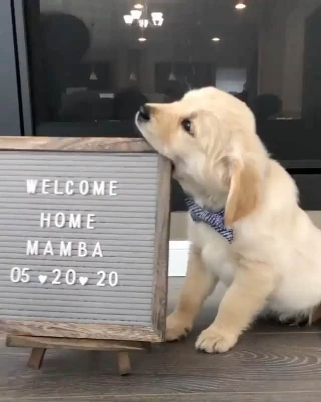 The Critter Havenのインスタグラム：「Let’s eat now Video by @mambathegolden  #TheCritterHaven」