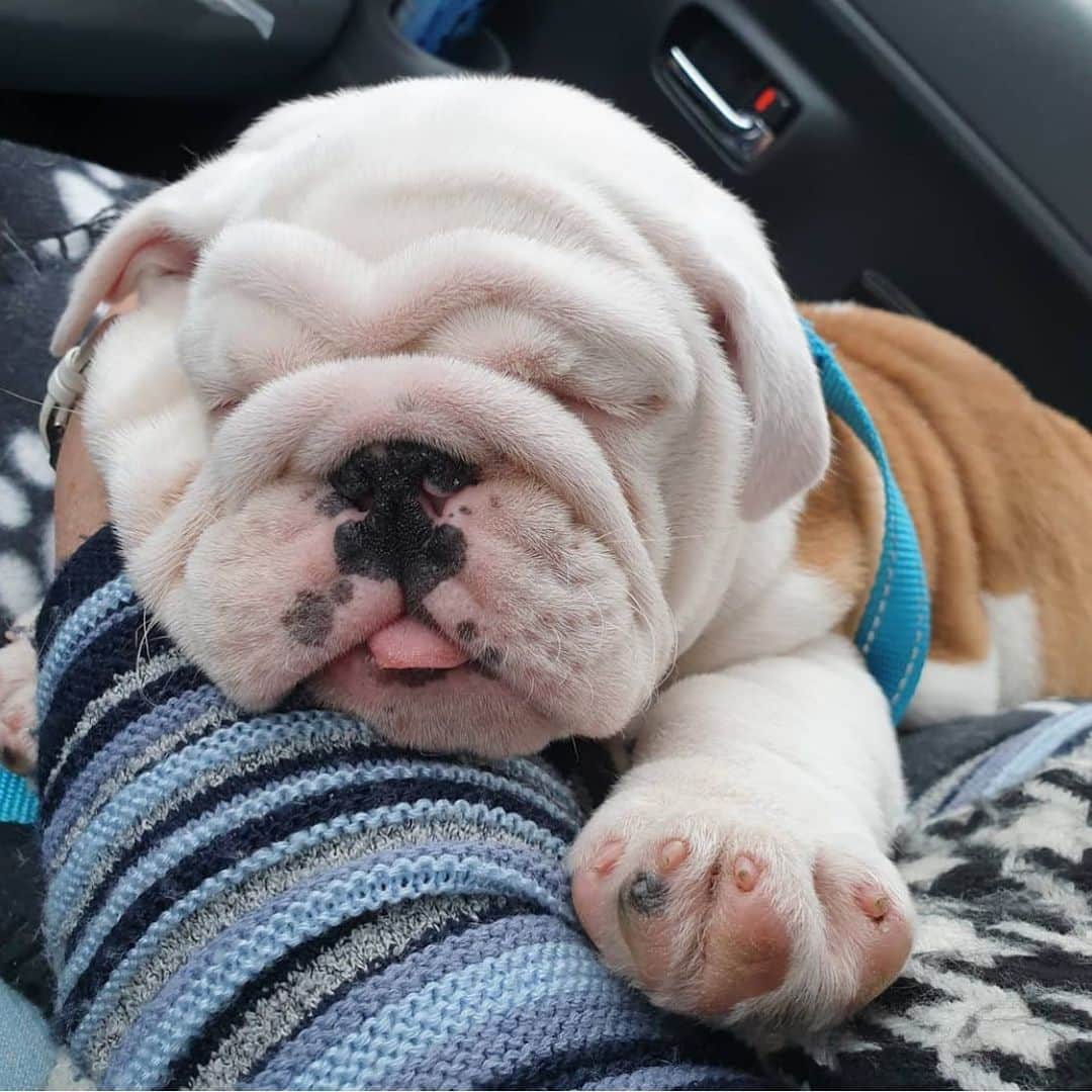 Bodhi & Butters & Bubbahのインスタグラム：「The struggle is real #workfromhome  . . . . . #bulldog #puppy #love #wednesday #positivevibes #dogsofinstagram #bestoftheday #cute #baby 💗 @chicky_spoonie」