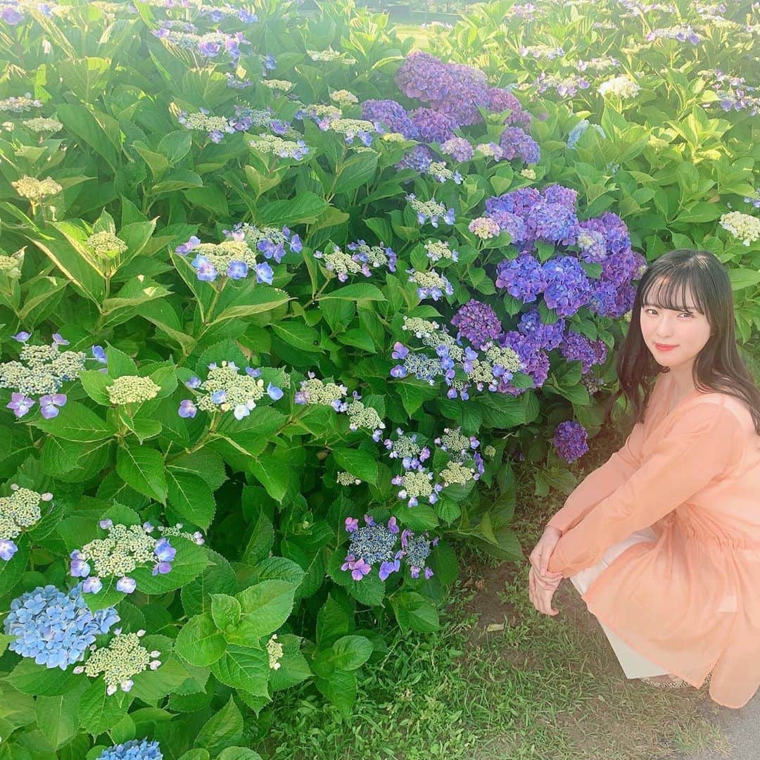 大塚七海のインスタグラム：「ㅤㅤㅤㅤㅤㅤㅤㅤㅤㅤㅤㅤㅤ 上堰潟公園の紫陽花💠 とても綺麗でした✨  今日から7月。暑さに負けないぞーー🎐ㅤㅤㅤㅤㅤㅤㅤㅤㅤㅤㅤㅤㅤ  ㅤㅤㅤㅤㅤㅤㅤㅤㅤㅤㅤㅤㅤ#ngt48 #大塚七海」