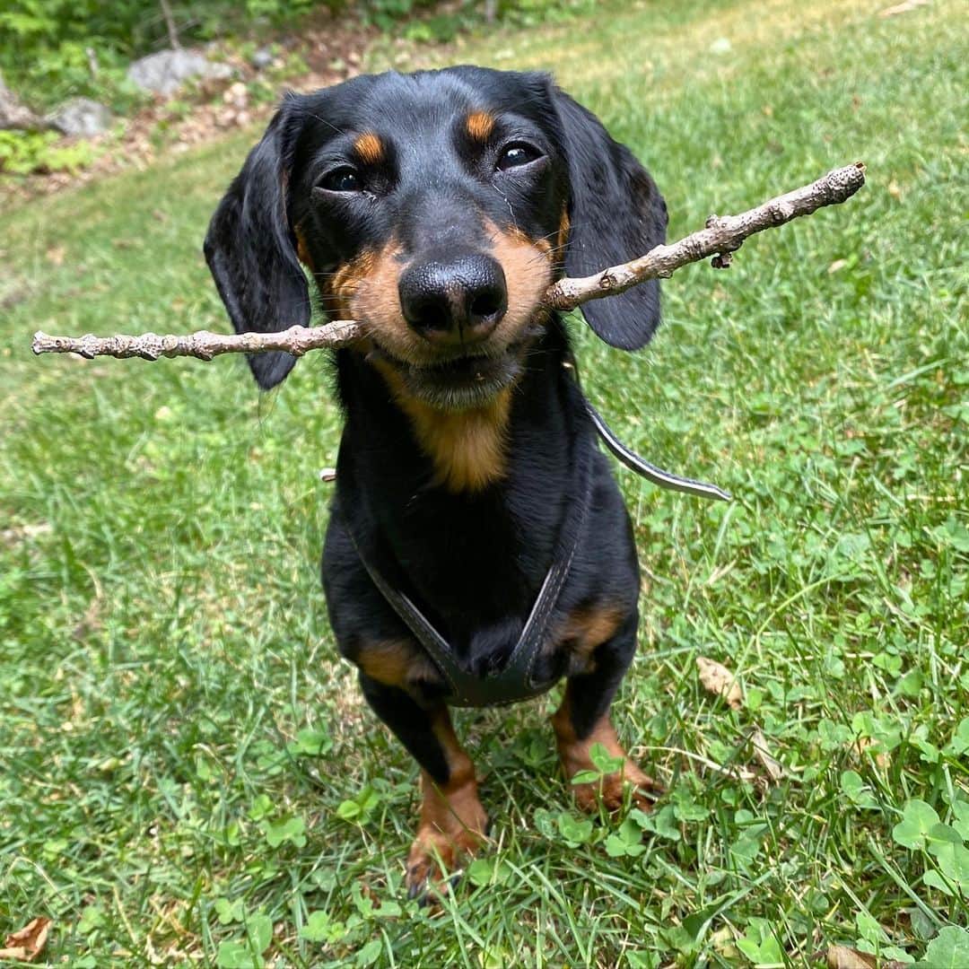 Crusoe the Celebrity Dachshundのインスタグラム：「POST SURGERY UPDATE: I continue act and behave my normal self, however, for 3rd week in a row my liver enzymes are still increasing and getting quite high.. So Mum and Dad are getting really concerned. I’ve been on some antibiotics in case of possible infection and liver supplement the past week, and are consulting with my vets but so far we’re not sure why this is happening 😞 Trying to stay positive though.」