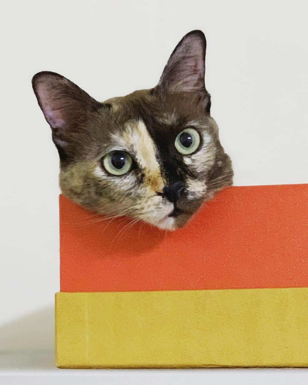 tamatamagoさんのインスタグラム写真 - (tamatamagoInstagram)「🐱I’m here... . .   ハナちゃんの秘密基地。 溝にいない時はここです。 . . 　 棚に上の高いところから こうやってじーーっと見てます😅 . . 　 2020/07/01 . . 　  #サビ猫　#サビ猫の魅力を伝えたい #サビ猫最高　#保護猫　#にゃんすたぐらむ #ペコねこ部 #catstagram #catstagram_japan #cats_of_instagram #meowbox #tortitude #tortie #tortiesofinstagram #tortiecat #さびねこ #ねこすたぐらむ #ねこ #แมว #แมวไทย #kittensofinstagram #twoface #twofacecat」7月1日 23時40分 - tamatamago