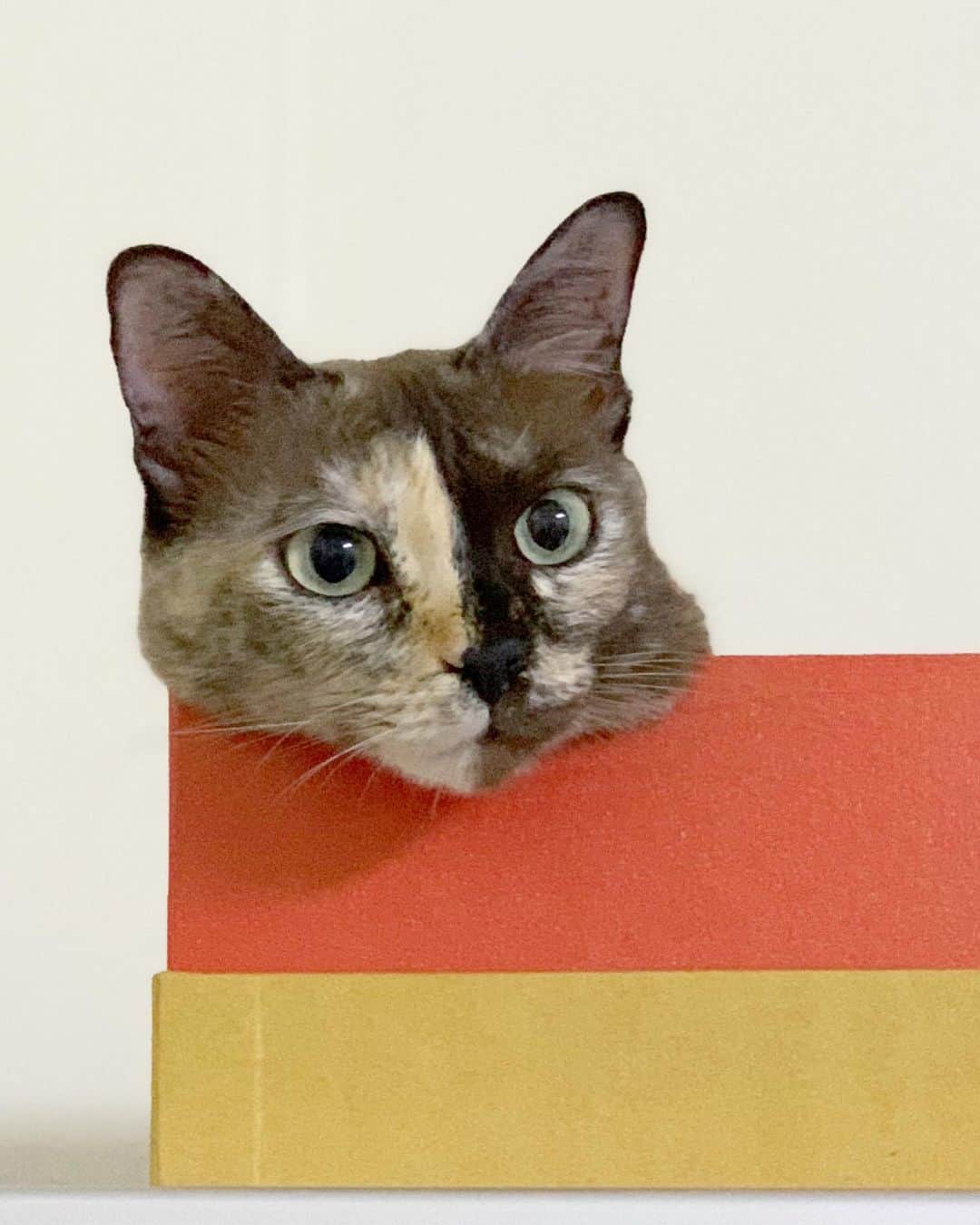 tamatamagoさんのインスタグラム写真 - (tamatamagoInstagram)「🐱I’m here... . .   ハナちゃんの秘密基地。 溝にいない時はここです。 . . 　 棚に上の高いところから こうやってじーーっと見てます😅 . . 　 2020/07/01 . . 　  #サビ猫　#サビ猫の魅力を伝えたい #サビ猫最高　#保護猫　#にゃんすたぐらむ #ペコねこ部 #catstagram #catstagram_japan #cats_of_instagram #meowbox #tortitude #tortie #tortiesofinstagram #tortiecat #さびねこ #ねこすたぐらむ #ねこ #แมว #แมวไทย #kittensofinstagram #twoface #twofacecat」7月1日 23時40分 - tamatamago